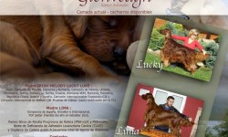 Camada “Luck”-Lucky x Boira