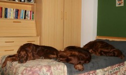 Nuestra filosofía de cría