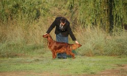 Exposición Internacional Canina de Otoño – Punto Obligatorio, Talavera 2014
