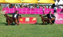 Doble Exposición Internacional Canina de Lisboa – Winner  + CAC-QC, Lisboa 2013