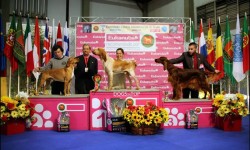 Doble Exposición Internacional Canina de Oporto – Winner  + CAC-QC, Oporto 2014