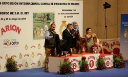 Exposición Internacional Canina de Primavera – Punto Obligatorio, Madrid 2014