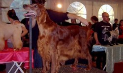 Cuidados del Setter Irlandés