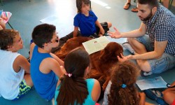 Campaña Tenencia Responsable de Mascotas