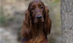 SANNE NUEVA CAMPEONA DE ESPAÑA E IBÉRICA